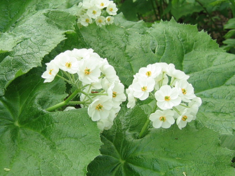 Diphylleia grayi