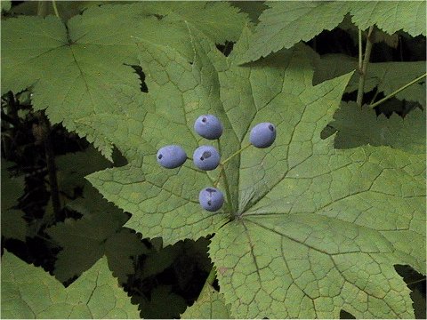 Diphylleia grayi