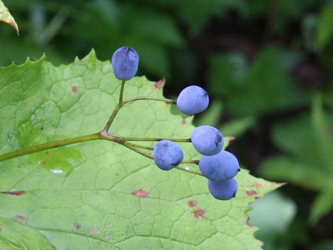 Diphylleia grayi