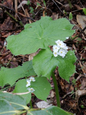 Diphylleia grayi