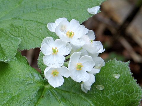 Diphylleia grayi