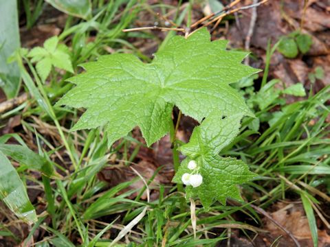 Diphylleia grayi