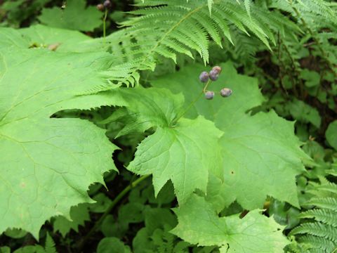 Diphylleia grayi