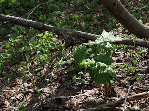 Diphylleia grayi