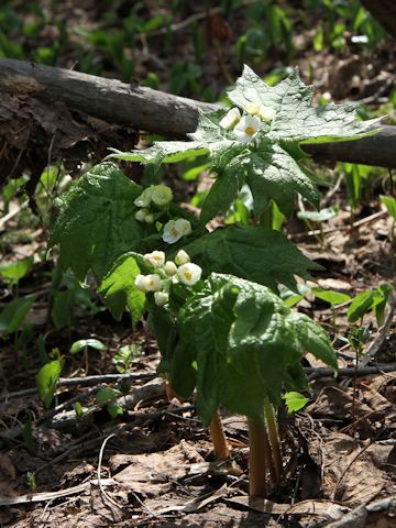 Diphylleia grayi