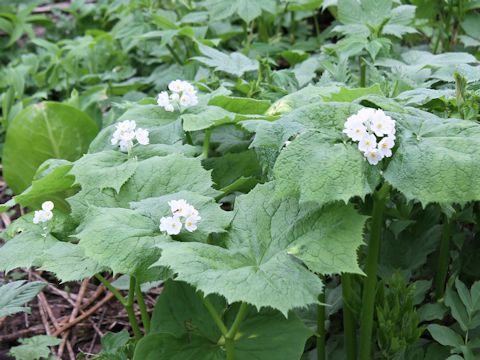 Diphylleia grayi