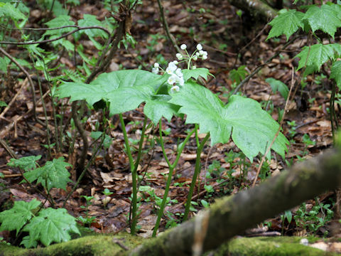 Diphylleia grayi