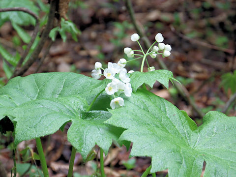 Diphylleia grayi