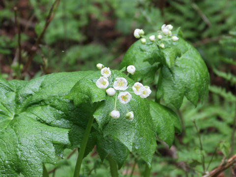 Diphylleia grayi