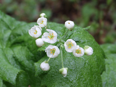 Diphylleia grayi