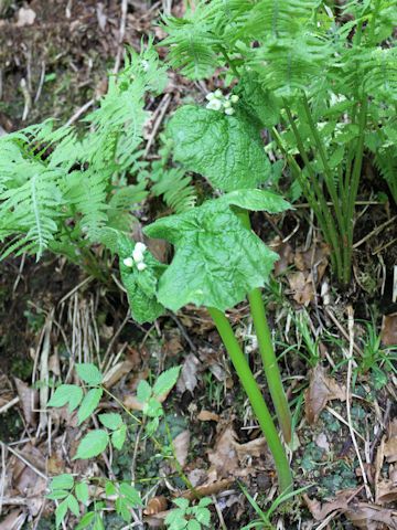 Diphylleia grayi