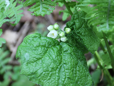 Diphylleia grayi