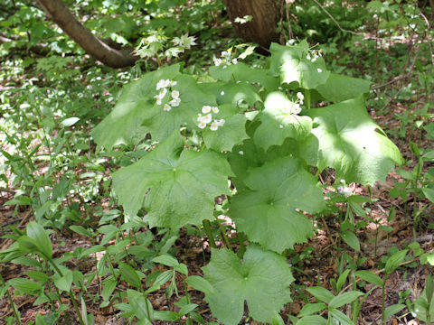 Diphylleia grayi