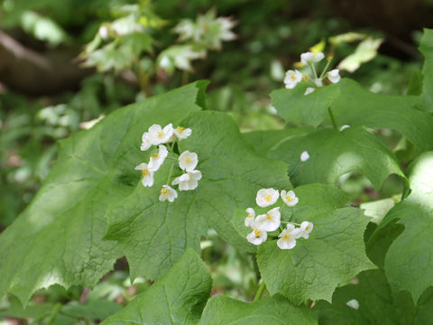 Diphylleia grayi