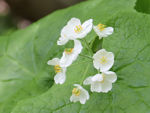 Diphylleia grayi