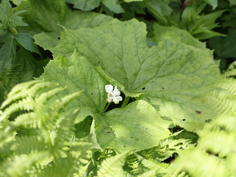 Diphylleia grayi