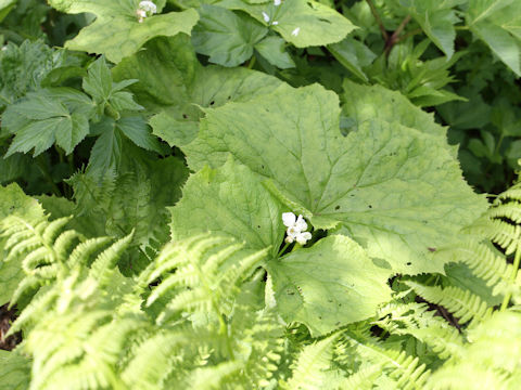 Diphylleia grayi