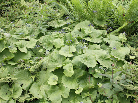 Diphylleia grayi