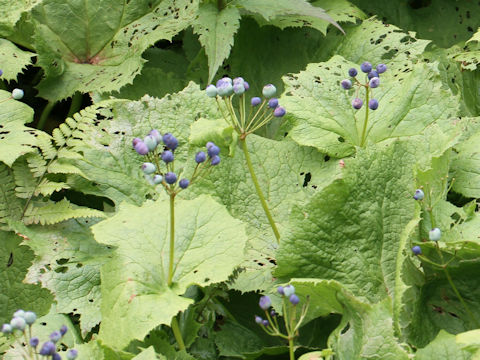 Diphylleia grayi