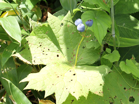 Diphylleia grayi