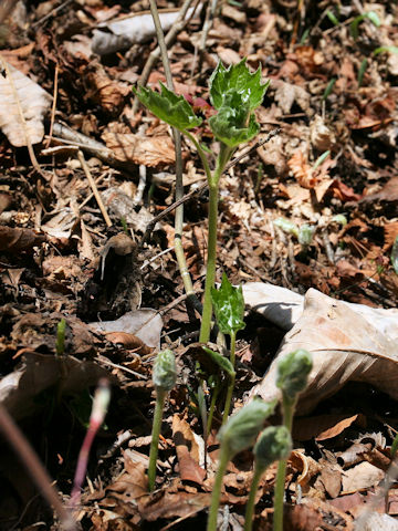 Diphylleia grayi