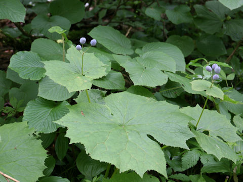 Diphylleia grayi