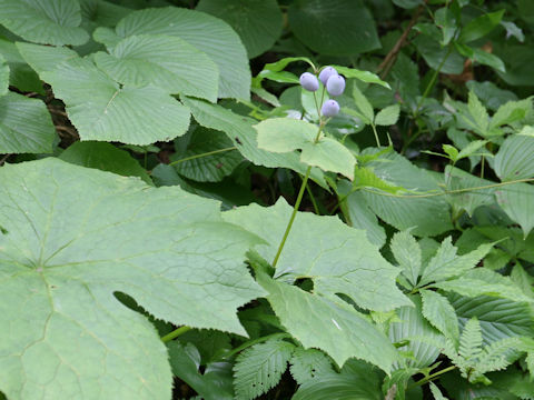 Diphylleia grayi