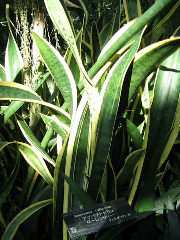 Sansevieria trifasciata cv. Laurentii