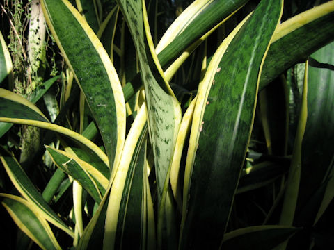 Sansevieria trifasciata cv. Laurentii