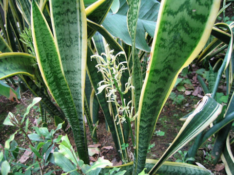 Sansevieria trifasciata cv. Laurentii