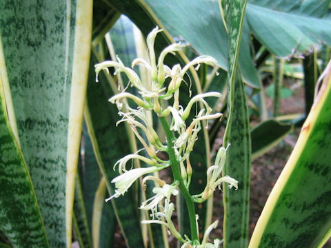 Sansevieria trifasciata cv. Laurentii