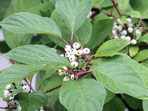 Swida alba var. sibirica