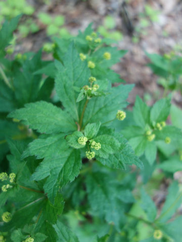 Sanicula odorata