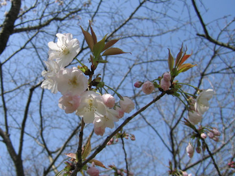 Prunus jamasakura cv. Sanozakura