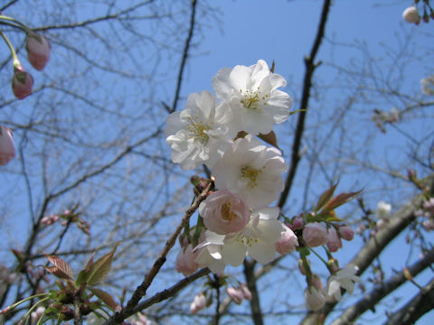 Prunus jamasakura cv. Sanozakura