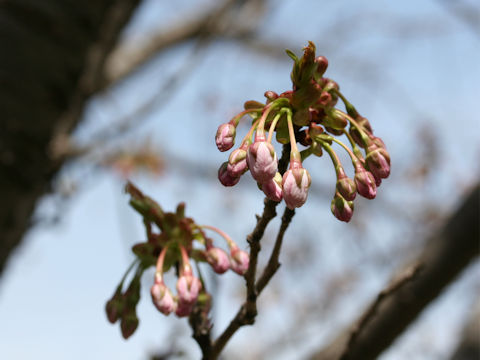 Prunus jamasakura cv. Sanozakura