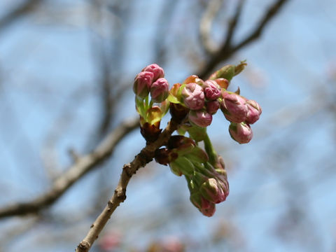 Prunus jamasakura cv. Sanozakura