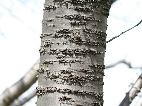 Prunus jamasakura cv. Sanozakura