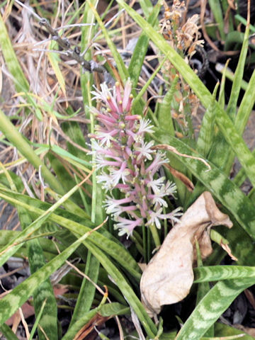 Sansevieria paruva