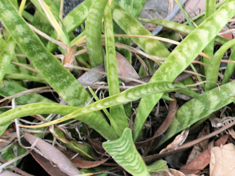 Sansevieria paruva