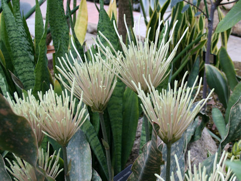 Sansevieria kirkii var. pulchra