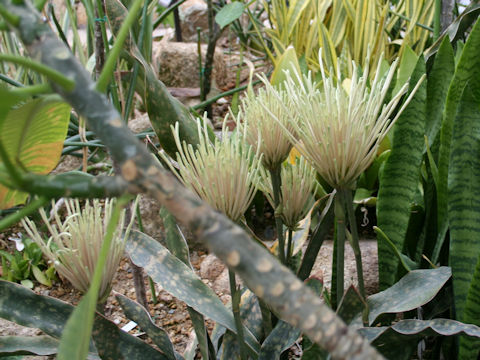 Sansevieria kirkii var. pulchra