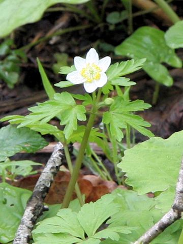 Anemone stolonifera