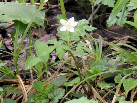 Anemone stolonifera