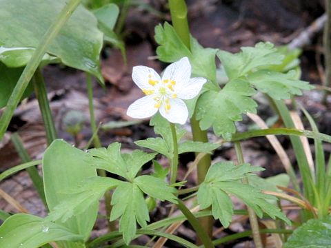 Anemone stolonifera