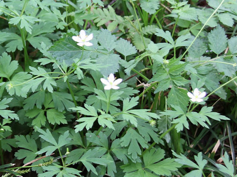 Anemone stolonifera