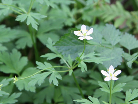 Anemone stolonifera