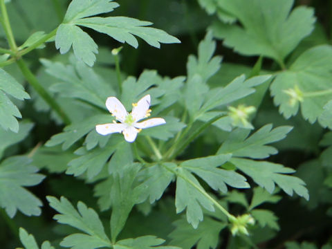 Anemone stolonifera