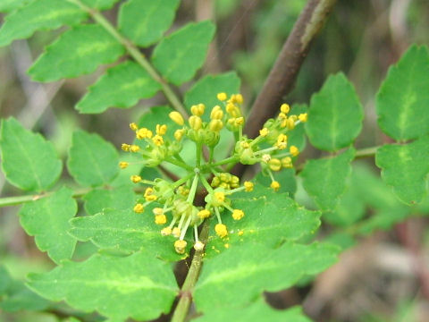 Zanthoxylum piperitum