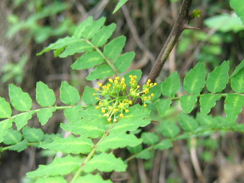 Zanthoxylum piperitum